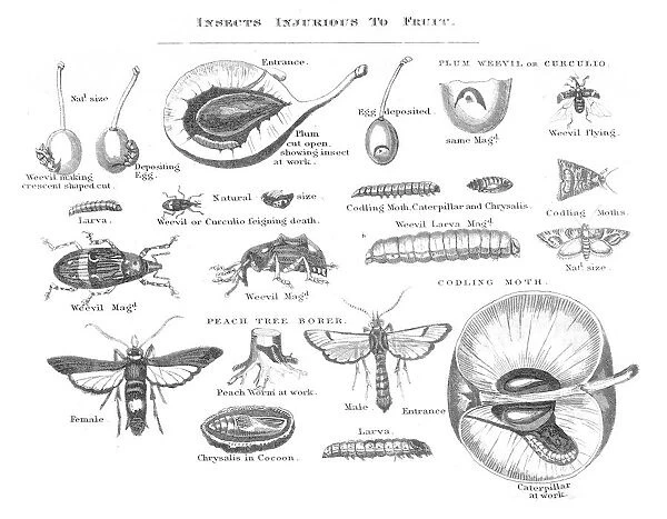 Insects injurious to fruit engraving 1873