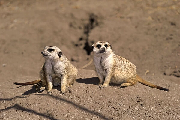 Meerkats -Suricata suricatta- alert pair, Little Karoo, Western Cape, South Africa
