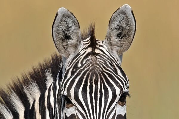 Animal-Zebra-Kenya-Mara