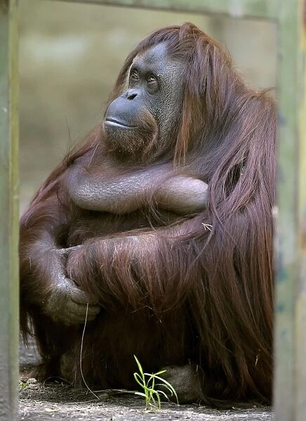 Argentina-Animal-Rights-Orangutan-Offbeat