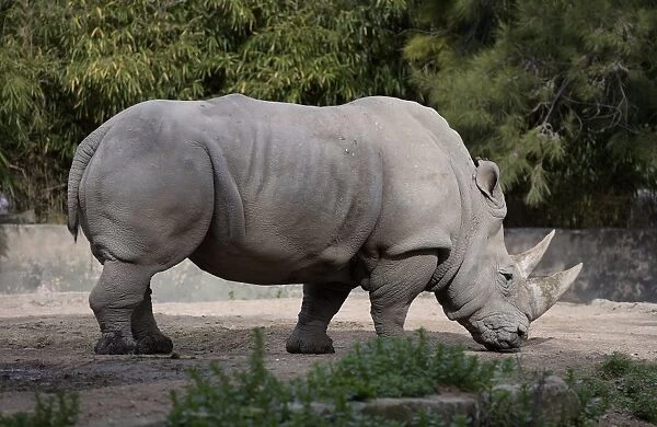 Argentina-Zoo-Rhino