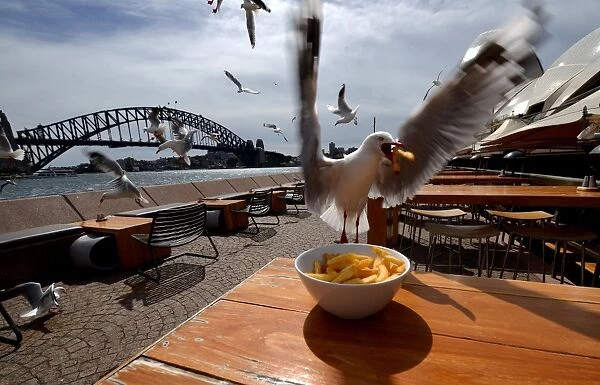 Australia-Animal-Seagulls