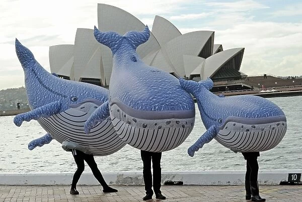 Australia-Animal-Whales