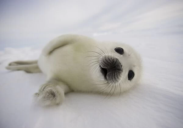 Canada-Animals-Harp Seals