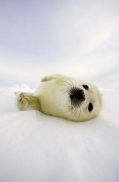 Canada-Animals-Seals