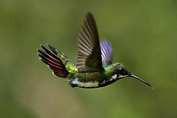 Colombia-Animals-Feature-Hummingbird