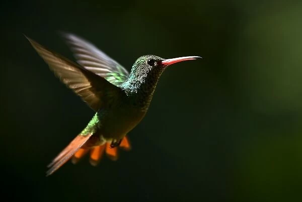 Colombia-Animals-Feature-Hummingbird