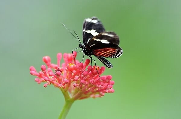 Costa Rica-Nature-Butterflies