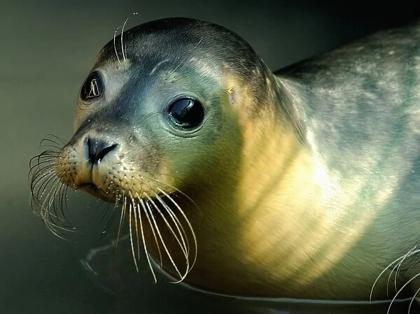 France-Animal-Seal