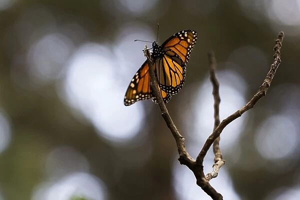 Mexico-Animals-Monarch-Butterflies