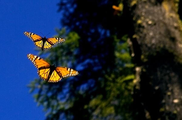 Mexico-Monarch Butterflies