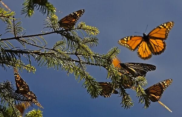Mexico-Monarch Butterflies