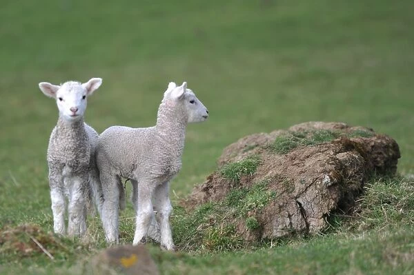 New Zealand-Animal-Lambs