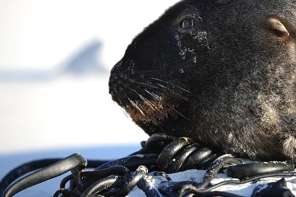 New Zealand-Animal-Seals
