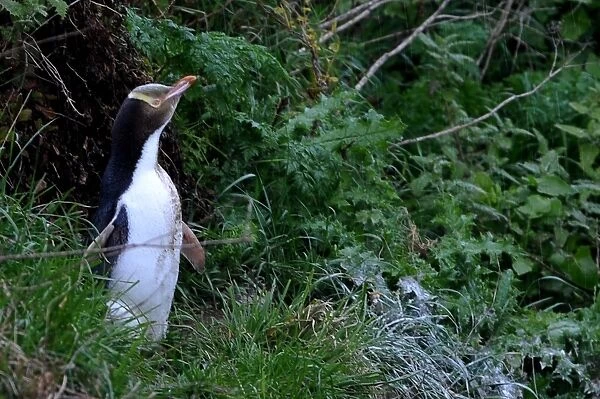 New Zealand-Feature-Animal-Penguin