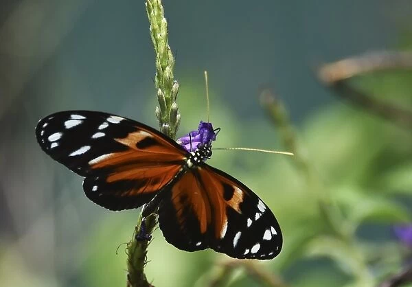 Panama-Butterfly-Farm-Inauguration