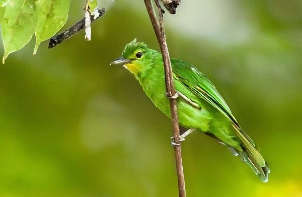 Philippines-Environment-Birds-Animal-Nature