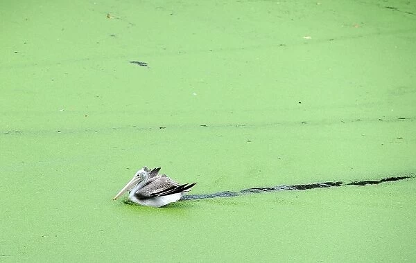 Spot-Billed Pelican Paddling in a Lake