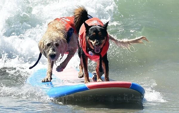 Us-Aminals-Surf-Dogs
