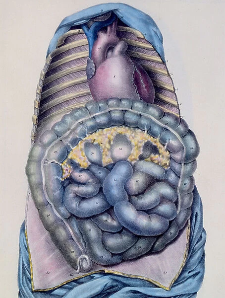 Anatomy of the large intestine, from Manuel d Anatomie descriptive du Corps
