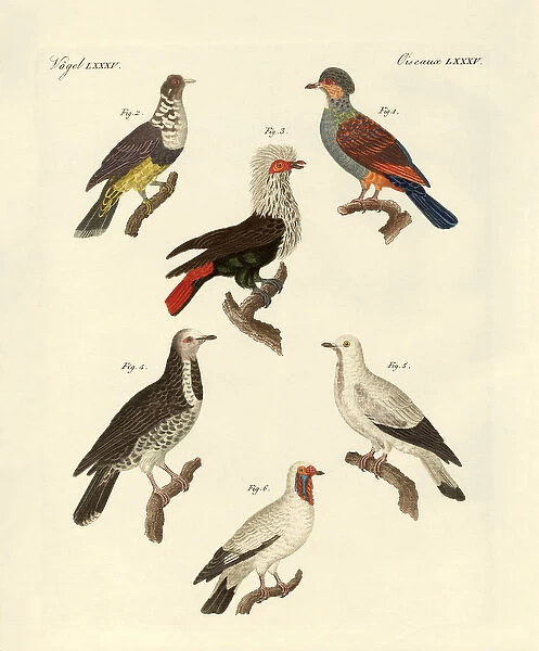 Different kinds of foreign pigeons (coloured engraving)
