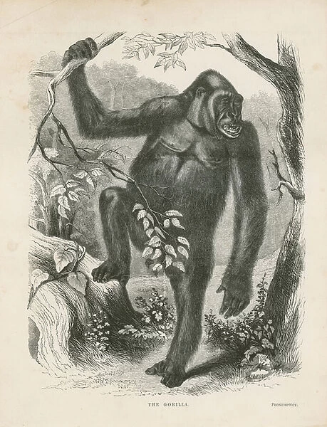 The Gorilla, frontispiece for Explorations and Adventures in Equatorial Africa by Paul B du Chaillu (engraving)