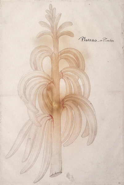 Plantain, c. 1590