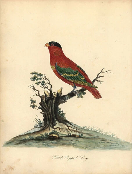 Pure-naped lory, Lorius domicella. Endangered. Black-capped lory, Psittacus domicilla. Handcoloured copperplate engraving of an illustration by William Hayes from Portraits of Rare and Curious Birds from the Menagery of Osterly Park (London: Bulmer)