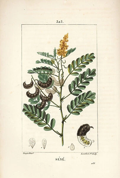 Sene - Alexandrian senna, Senna alexandrina, with flower, leaf, stalk and seed. Handcoloured stipple copperplate engraving by Lambert Junior from a drawing by Pierre Jean-Francois Turpin from Chaumeton