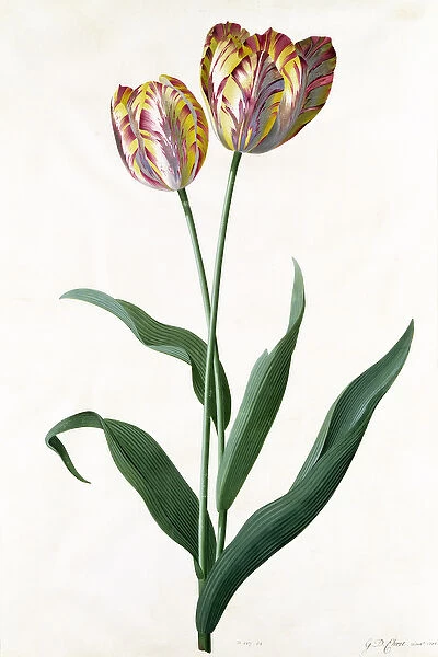 Tulip Tulip
