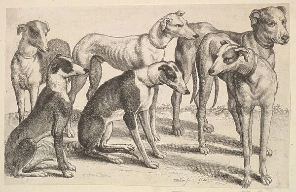 Six Hounds 1646 Etching state Sheet 5 3  /  16 8