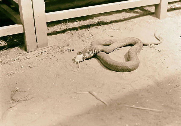 Tel Aviv Zoo Rat nearly engulfed snakes mouth