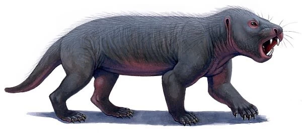 Kayentatherium, a mammal-like tritylodont of the Jurassic Period