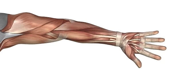 Muscle anatomy of the human arm, anterior view