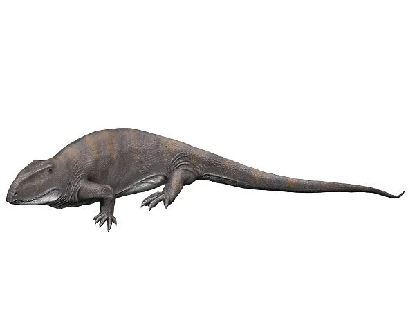 Ophiacodon is an extint synapsid from the Early Permian of New Mexico