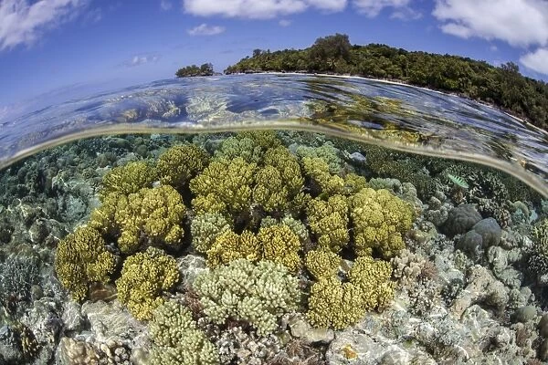 Soft corals grow on the edge of Palaus barrier reef