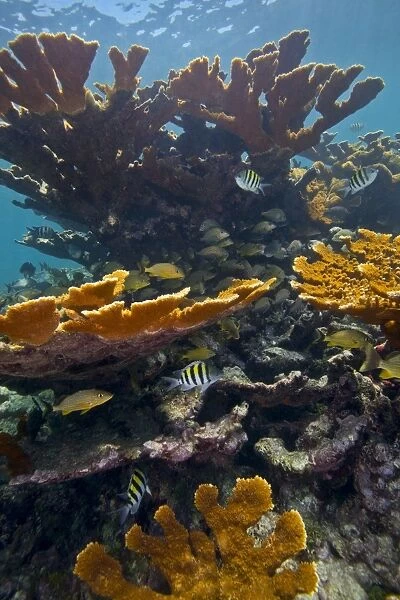 Tropical fish take refuge amongst Elkhorn Coral