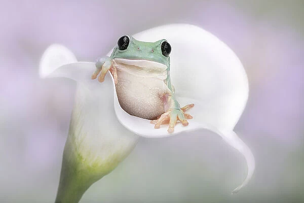 White's Tree Frog on a White Lily