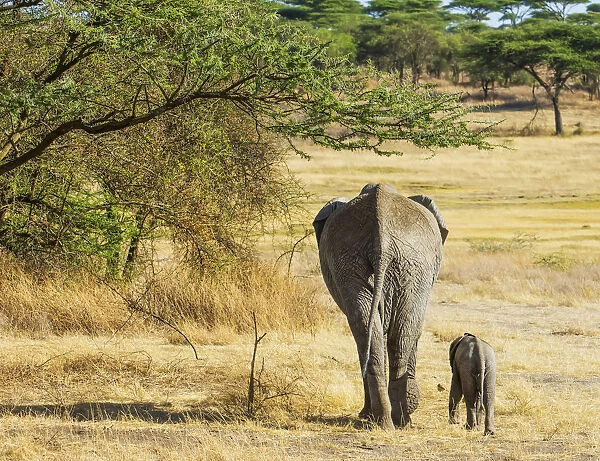 An African Elephant With Its Young; Tanzania