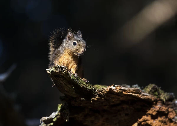 Douglas Squirrel (Tamiasciurus Douglasii) Looks Down From A Log; Ilwaco, Washington, United States Of America
