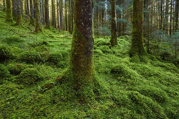 Strong mossy tree trunks and forest floor in a conifer forest at Loch Awe in Argyll and Bute in Scotland