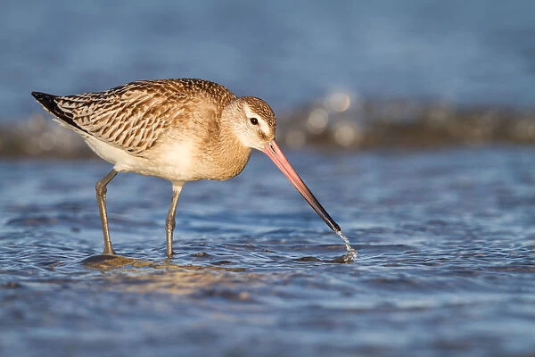 Bar-Tailed Godwit (Limosa lapponica) foraging along the shoreline, The Netherlands