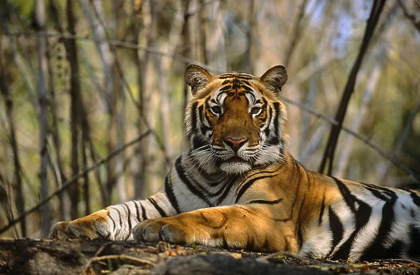 Bengal tiger (Panthera tigris tigris) resting on rock in forest, India, Madhya Pradesh