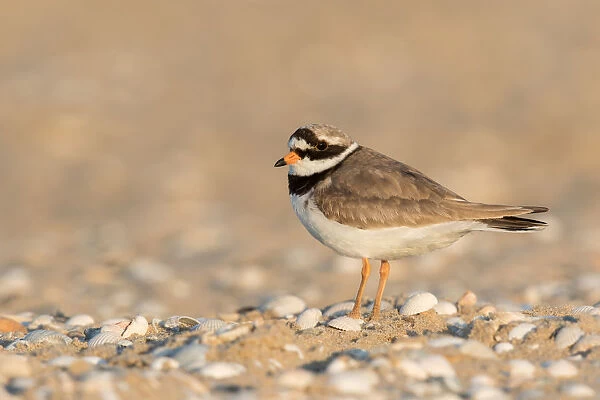 Common Ringed Plover (Charadrius hiaticula) standing on beach with shells, Texel