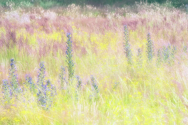 Grassland with flowering wildflowers, Amsterdamse Waterleidingduinen, The Netherlands