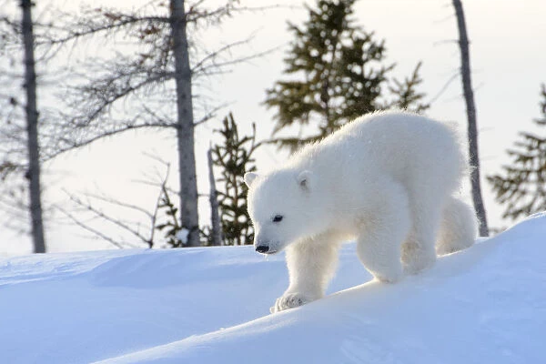 Polar bear (Ursus maritimus) cub coming out den and playing around, Canada, Manitoba