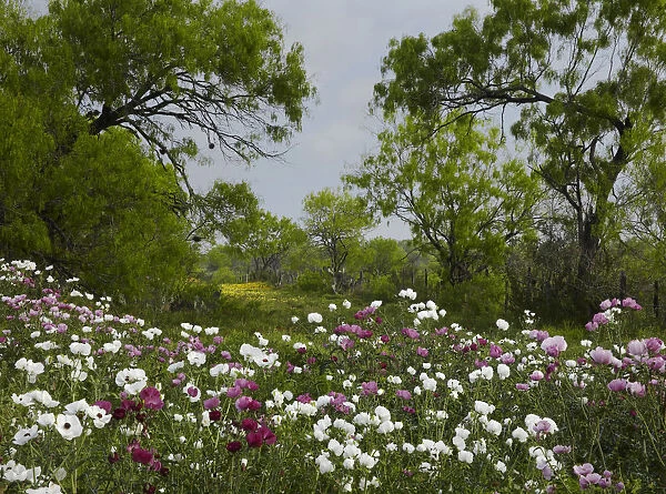 Prickly Poppy (Argemone sp) flowers near Christine, Texas
