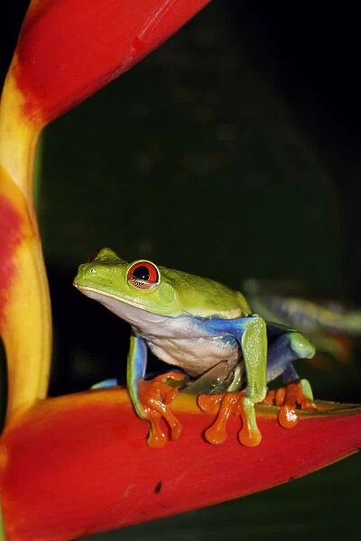 Red-eyed Tree Frog (Agalychnis callidryas) on heliconia, Costa Rica