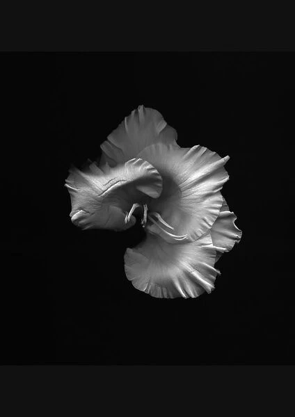 AMF_0029. Gladiolus White Ice. Gladiolus. Black & white. Black b / g