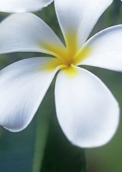 GC_0459. Plumeria Alba. Frangipani  /  West Indian Jasmine  /  Monoi. White subject